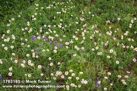 Erigeron glacialis; Lupinus latifolius