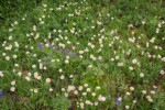 Wandering Daisies w/ Broadleaf Lupines