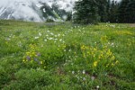 Mountain Arnica, Sitka Valerian, Wandering Daisies, Broadleaf Lupines in meadow