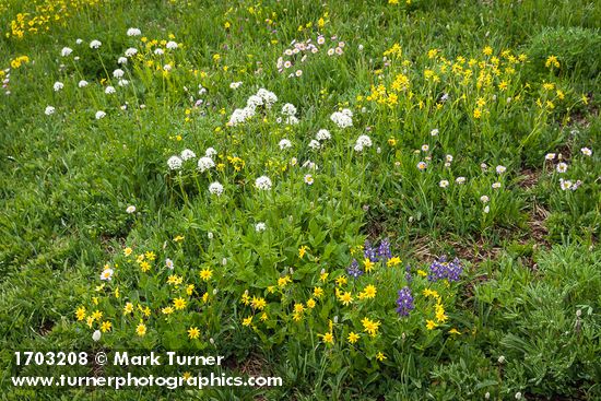 Arnica latifolia; Valeriana sitchensis; Erigeron glacialis; Lupinus latifolius