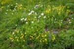 Mountain Arnica, Sitka Valerian, Wandering Daisies, Broadleaf Lupines in meadow