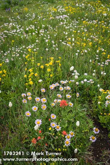 Erigeron glacialis; Castilleja miniata; Arnica latifolia; Bistorta bistortoides