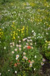 Wandering Daisies, Giant Red Paintbrush, Mountain Arnica, American Bistort in meadow