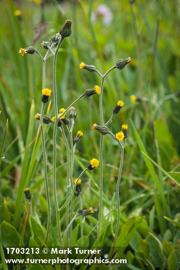 Hieracium triste