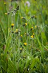 Alpine Hawkweed