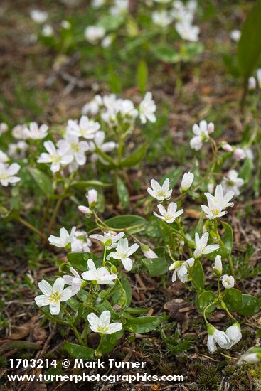 Claytonia lanceolata