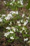 Western Spring Beauty