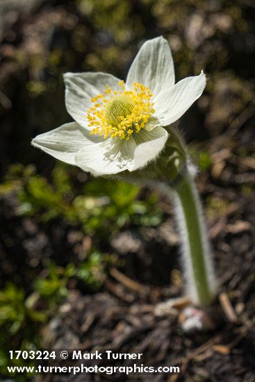 Anemone occidentalis