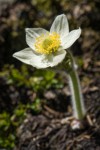Western Pasqueflower blossom