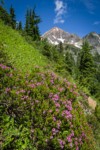 Pink Mountain-heather with Mt. Larrabee soft bkgnd