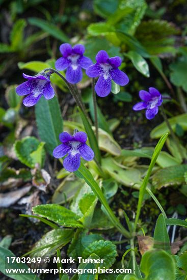 Pinguicula vulgaris