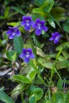 Common Butterwort