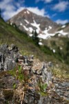 Tolmie's Saxifrage with Mt. Larrabee soft bkgnd