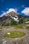 Partridgefoot at High Pass with Mt. Larrabee bkgnd