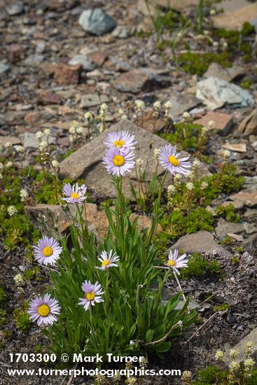 Erigeron glacialis var. glacialis