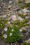 Wandering Daisy