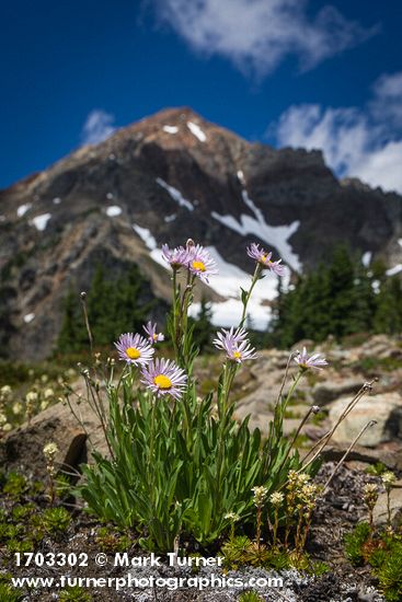 Erigeron glacialis var. glacialis