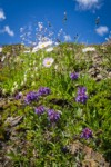 Wandering Daisies, Small-flowered Penstemon, Partridgefoot, Showy Sedge on steep scree slope