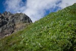 Arctic Willow, Wandering Daisies on alpine slope below Mt. Larrabee