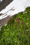 Leatherleaf Saxifrage