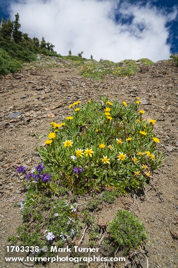 Tonestus lyallii; Arnica latifolia; Penstemon procerus; Phlox diffusa
