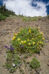Lyall's Goldenweed, Mountain Arnica, Small-flowered Penstemon, Spreading Phlox on screen slope