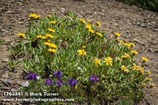 Tonestus lyallii; Arnica latifolia; Penstemon procerus; Phlox diffusa