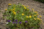 Lyall's Goldenweed, Mountain Arnica, Small-flowered Penstemon, Spreading Phlox on screen slope