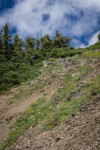 Subalpine rock garden with Shrubby Cinquefoil, Spotted Saxifrage, Wandering Daisies w/ krummholz Subalpine Firs bkgnd