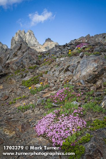 Silene acaulis