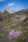 Moss campion