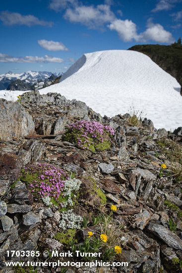 Silene acaulis; Tonestus lyallii