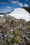 Moss campion, Lyall's Goldenweed on alpine ridge of Mt. Larrabee