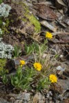 Lyall's Goldenweed