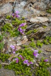 Davidson's Penstemon