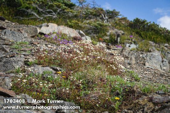 Saxifraga bronchialis