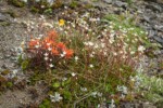 Cliff Paintbrush w/ Spotted Saxifrage