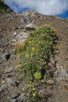 Shrubby Cinquefoil w/ Spotted Saxifrage on steep scree slope