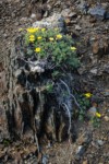 Shrubby Cinquefoil