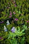 Broadleaf Lupine among Pink Mountain-heather