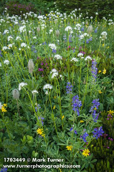 Anemone occidentalis; Valeriana sitchensis; Arnica latifolia; Lupinus latifolius; Bistorta bistortoides; Phyllodoce empetriformis