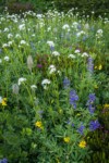 Western Anemone, Sitka Valerian, Mountain Arnica, Broadleaf Lupines, American Bistort, Pink Mountain-heather in subalpine meadow