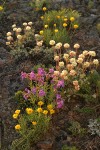 Linear-leaf Daisy, Rock Penstemon & Douglas' Buckwheat at sunset