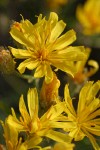 Slender Hawksbeard blossoms detail