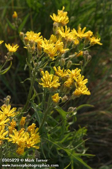 Crepis atribarba ssp. originalis (C. barbigera)