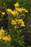 Slender Hawksbeard