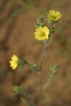 Lemon-scented Tarweed