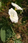 Field Bindweed blossoms & foliage