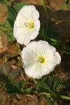 Field Bindweed blossoms