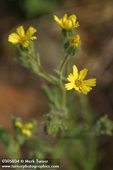 Madia gracilis